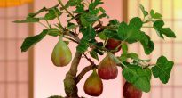 Fig (drzewo figowe)