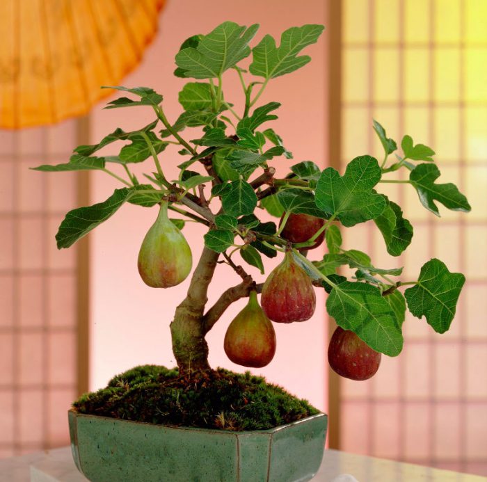 Fig (drzewo figowe)