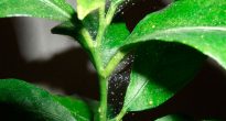 Ácaro-aranha em plantas de interior