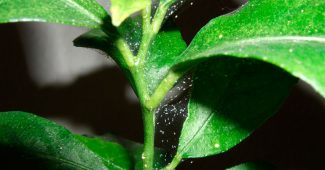 Acaro di ragno sulle piante d'appartamento