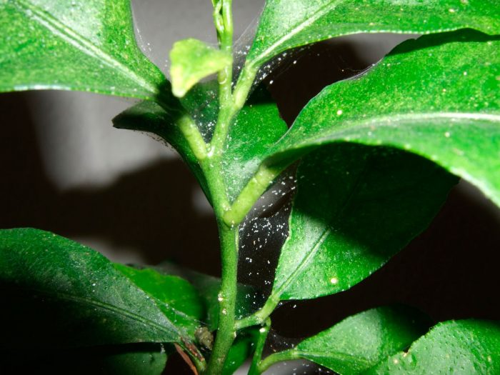 Spider mide på indendørs planter