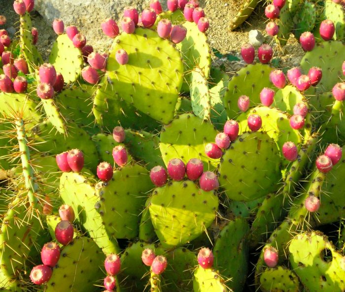 Nuttige eigenschappen van cactusvijg