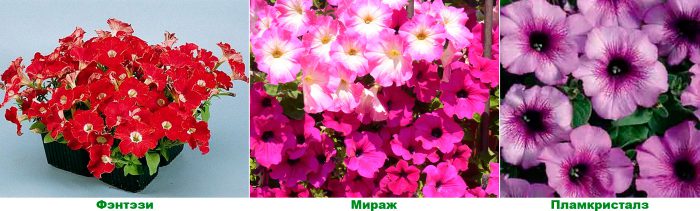 زهور البتونيا متعددة الأزهار (متعددة النباتات)
