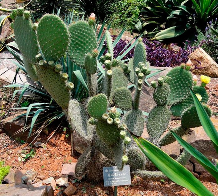 Witharige cactusvijg