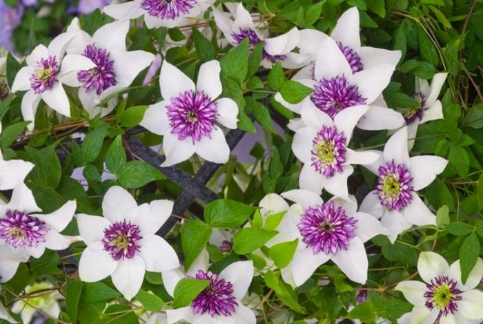 Cvjetni Clematis (Florida)