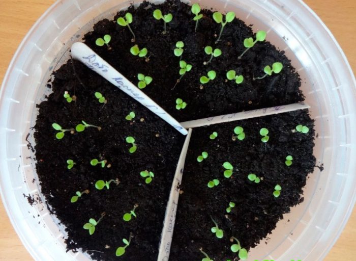 Growing petunias from seeds
