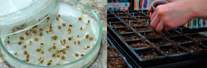 Cómo preparar semillas para sembrar.