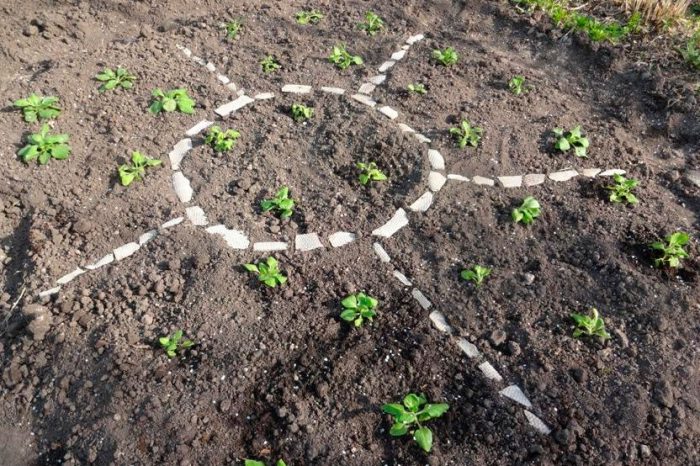 Plantar petúnies en terreny obert