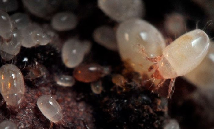 How to get rid of root mites