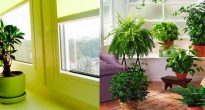 Light for indoor plants