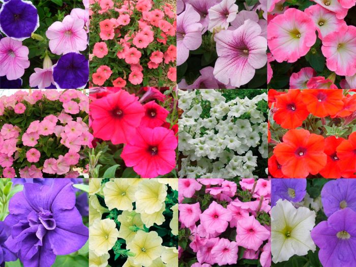 Types and varieties of petunias with photos and names