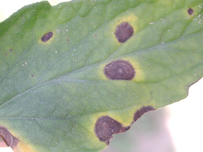 Fungi that cause leaf spots