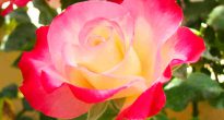 Hybrid tea rosas