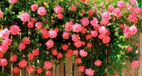 Rosas de jardim