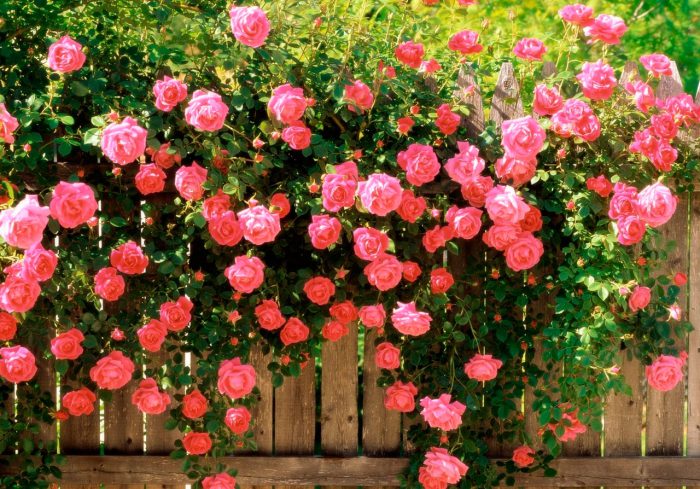 Rosas de jardim