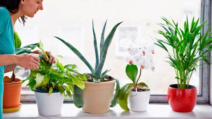 النباتات الطبية المنزلية