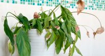 Bolesti i štetočine sobnih biljaka