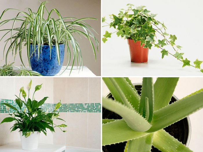 Medicinal indoor plants