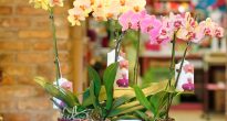 Phalaenopsis orhideja