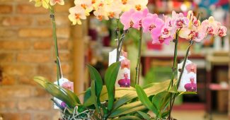 Phalaenopsis orchidėja