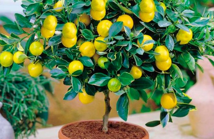 Orange and lemon trees