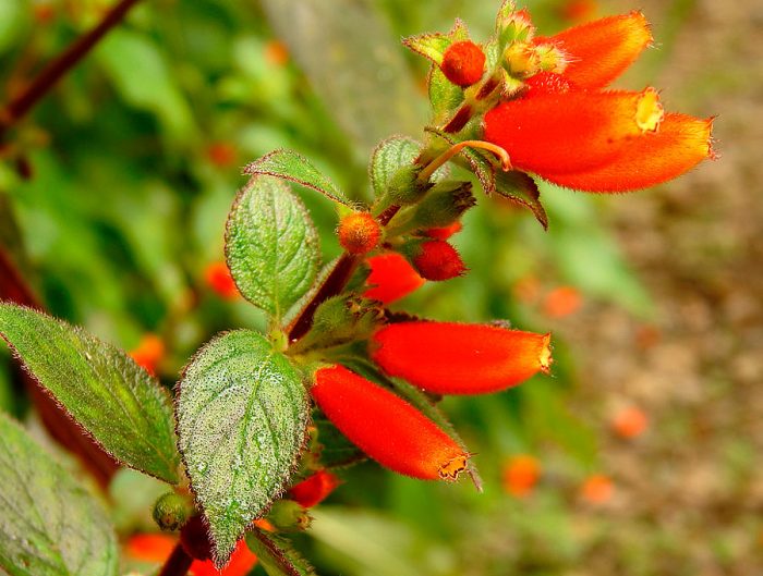 Coleria caurule ar ziedu (Kohleria tubiflora)