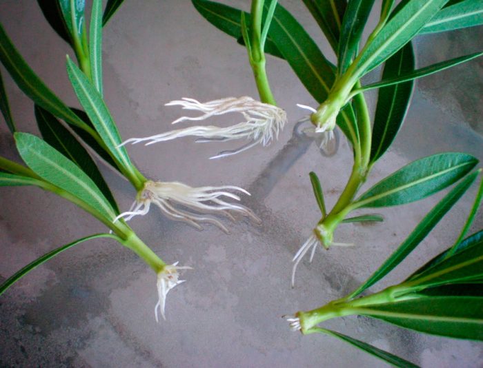 Πολλαπλασιασμός oleander με μοσχεύματα