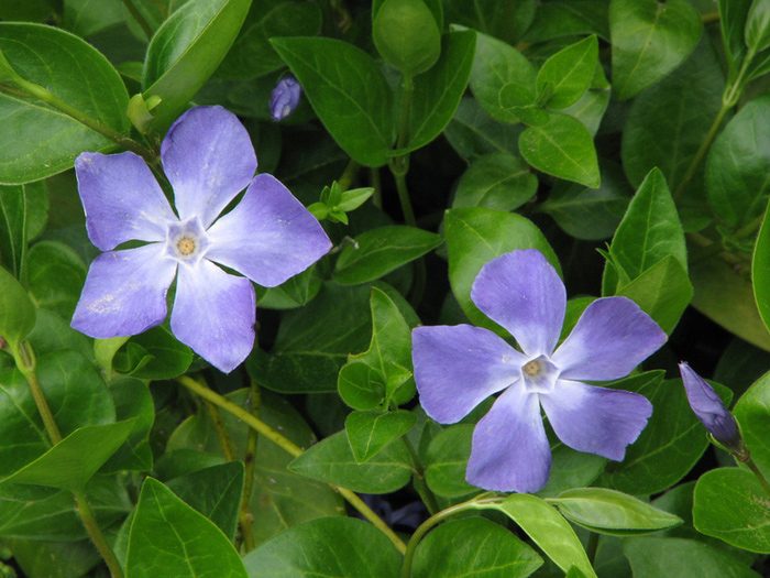 Sifat periwinkle