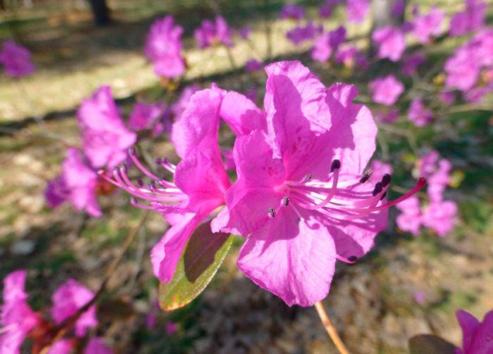 Rhododendron Daurien