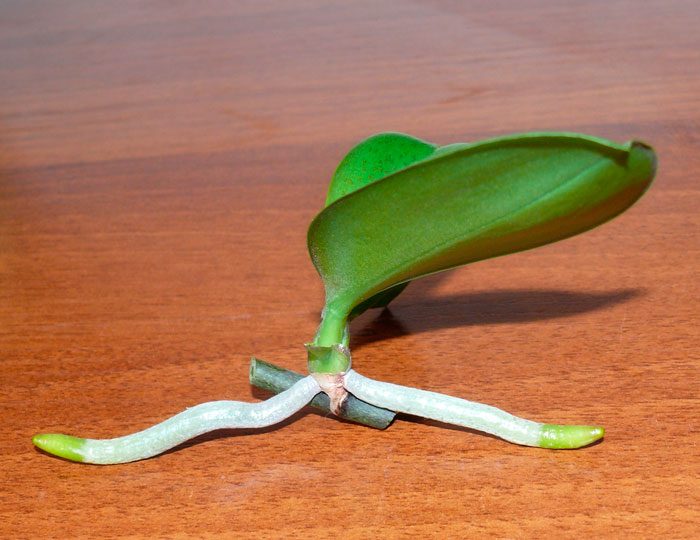 Ang pagpaparami ng phalaenopsis ng mga bata
