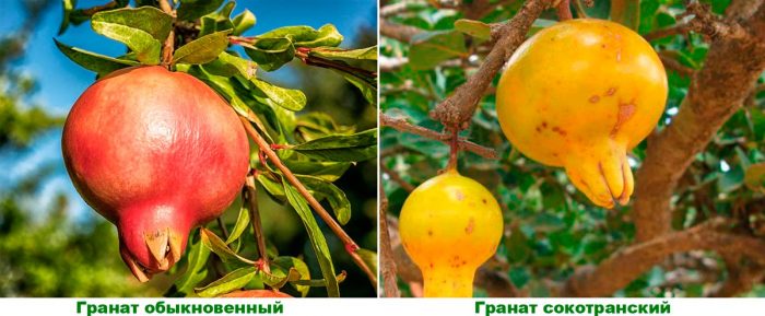 Arten und Sorten von heimischem Granatapfel