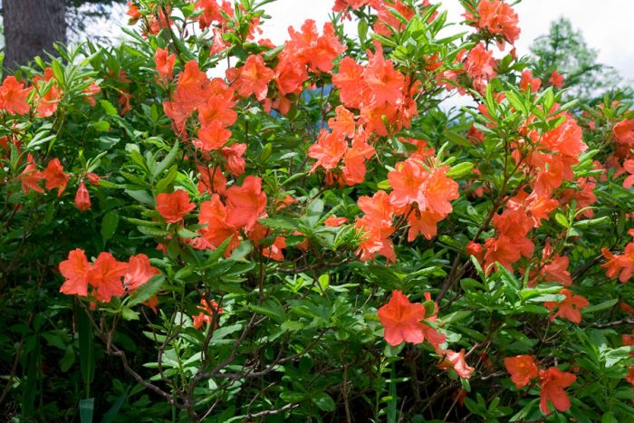 Rododendro japonês