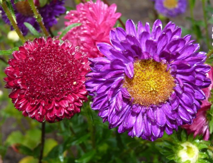 Asters annuels