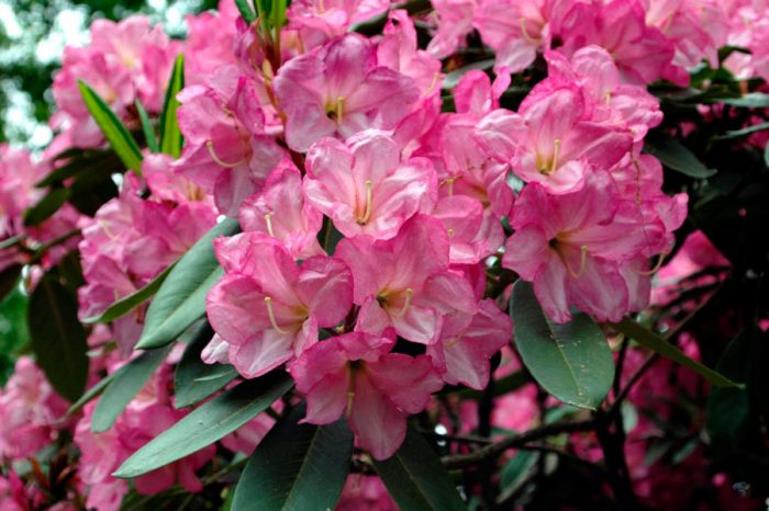 Hybridi rododendron