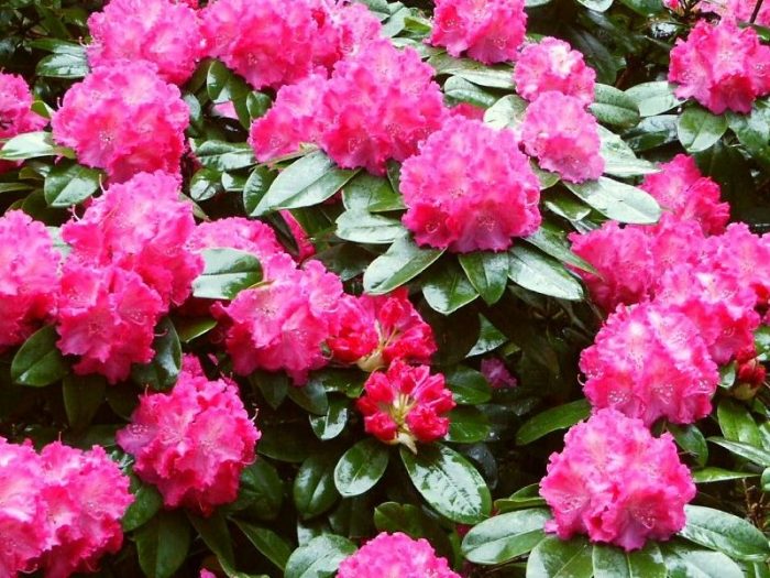 Rhododendron ở vùng Moscow