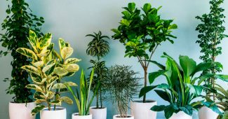 De beste innendørsplantene for å rense luften