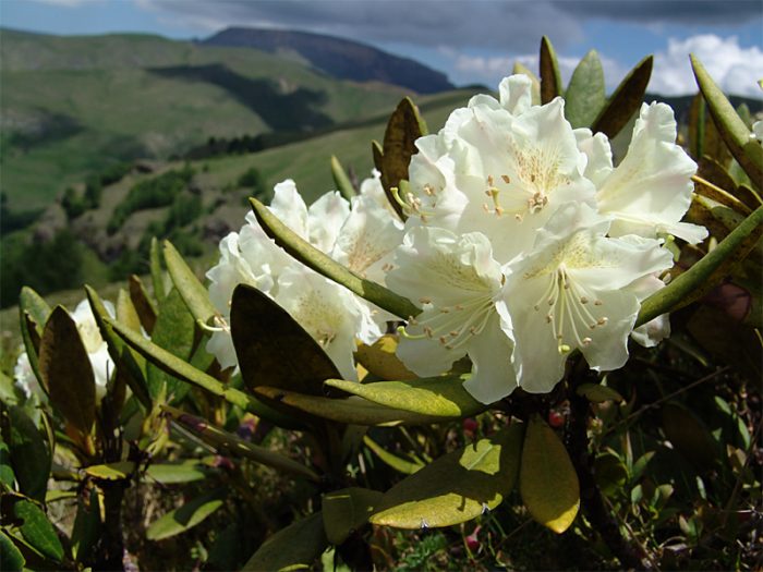 Propriétés utiles du rhododendron