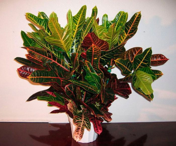 Croton (Codiaum)