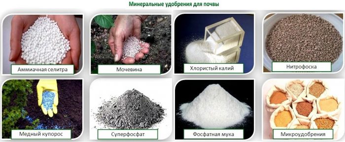 Fertilizzanti minerali