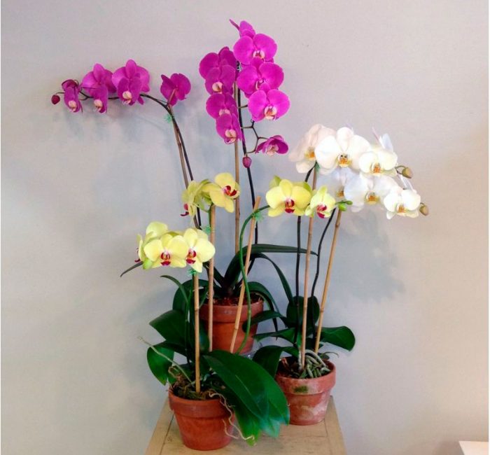 Orquídia Phalaenopsis
