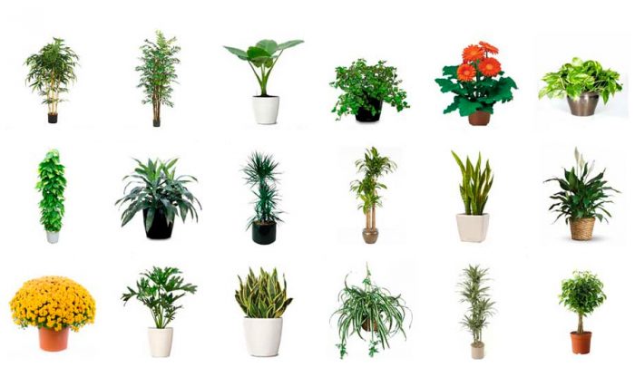 พืชในร่ม 15 ชนิดที่ทำให้อากาศบริสุทธิ์