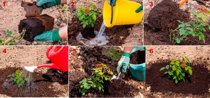 Trinn-for-trinn-instruksjoner for å plante roser