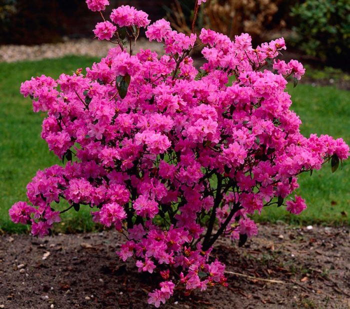 Rhododendron gondozás