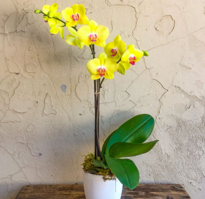 Rūpinimasis phalaenopsis orchidėja namuose