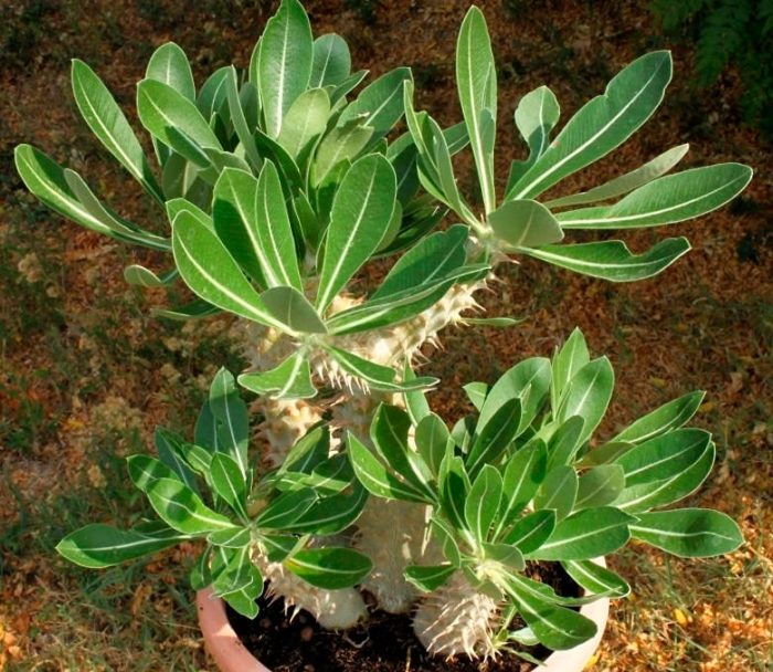 Pachipodium amb una densa floració