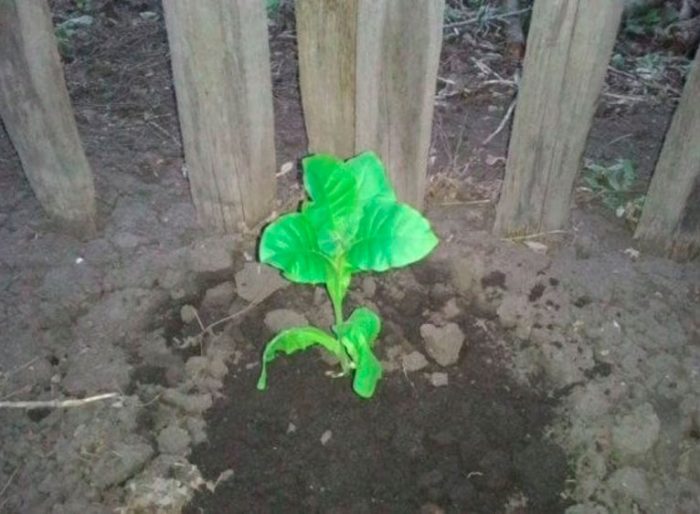 Plantar tabaco perfumado em terreno aberto