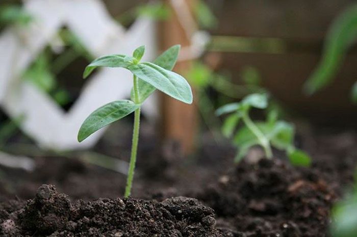 Å plante zinnia i åpen mark
