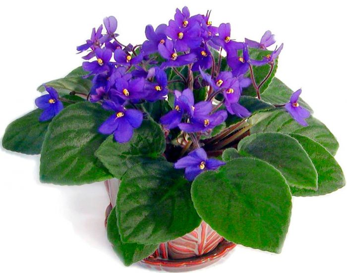 Saintpaulia de flores violetas o Saintpaulia de color violeta (Saintpaulia ionantha)