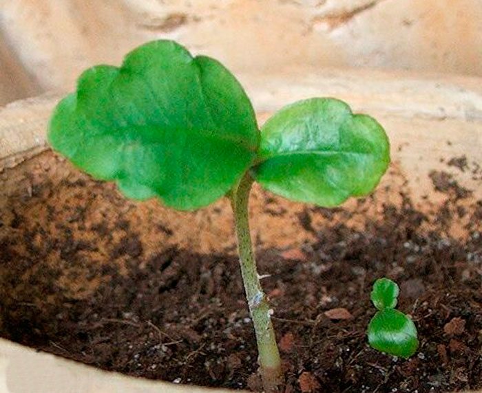 Hoe te groeien uit zaden