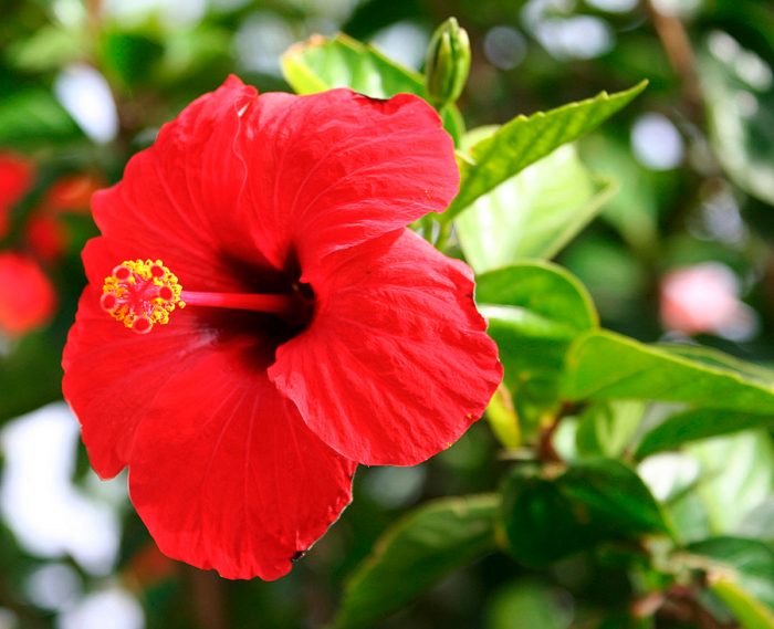 Rosa xinesa (Hibiscus)